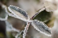 Kaboompics - Sage covered with frost - background - wallpaper