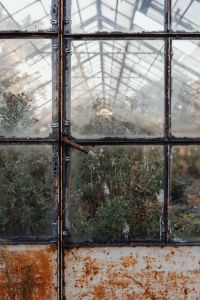 Dried plants in greenhouse