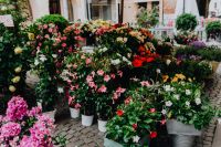 Flower shop in Castelfranco Veneto, Italy