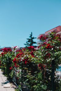 Kaboompics - Roses of Bulgaria