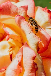 Kaboompics - Vespidae - wasp on rose flower