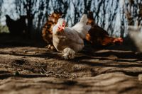 Farm chicken eating seeds