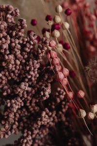 Kaboompics - The Delicate Beauty of Dried Pink Flax -Dried and Preserved Flowers - Home Interior Decor