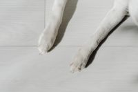 Kaboompics - Dog white paws