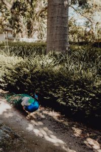 Kaboompics - Peacock in the garden