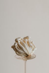 Still Life Mushroom Composition - Abstract - Neutral Aesthetic