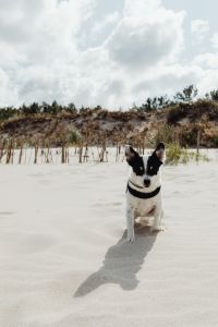 Small dogs on the beach - mixed-breed dogs