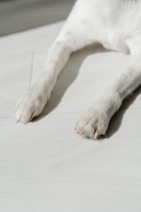 Kaboompics - Dog white paws