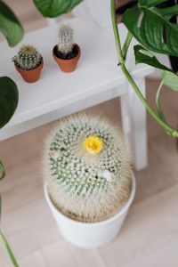 Kaboompics - Cactus