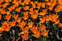 Kaboompics - Orange tulips flowers