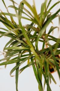 Kaboompics - Dracaena marginata tricolor