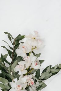 Kaboompics - White Cymbidium Orchid flower with eucalyptus on marble