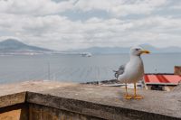 Kaboompics - Seagull and in the background volcano Vesuvius, Naples