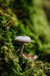 Kaboompics - Mushroom and moss