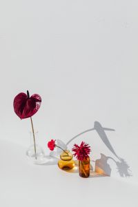 Kaboompics - Still Life Composition With Glass Vases And Flowers