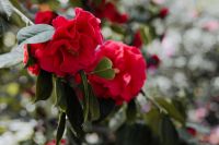 Kaboompics - A beautiful blooming red rose in Madrid Botanic Garden