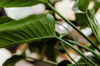 Kaboompics - Philodendron Congo Green