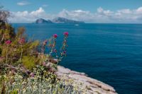 Wild flowers from Amalfi Coast