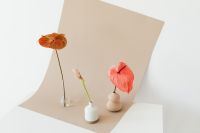 Kaboompics - Zantedeschia - arum lily - calla - anthurium