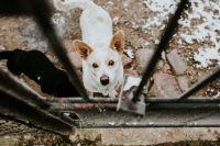 Kaboompics - Dogs behind metal bars
