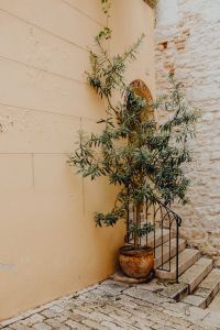 Olive tree in a ceramic pot stands by the stairs, Rovinj, Croatia