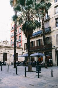 Kaboompics - Palm trees in Spain