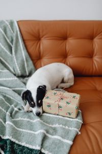 Kaboompics - Christmas - a small dog with a gift on the sofa
