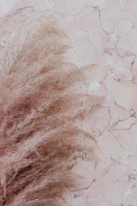 Pink marble background and pampas grass
