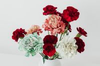 Kaboompics - Colorful carnations flowers - Dianthus caryophyllus