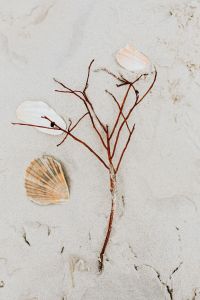 Kaboompics - twig on the beach