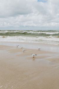 Kaboompics - seagulls on the bech