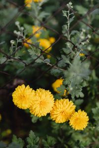 Kaboompics - Yellow chrysanthemum flowers