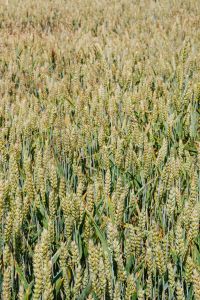 Kaboompics - Field of grain