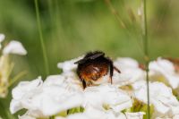 Kaboompics - Bumblebee