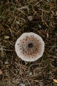 Kaboompics - Fungo - funghi - mushroom