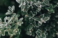 Kaboompics - Frozen leaves & twigs