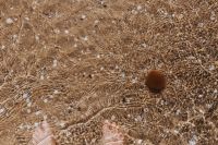 Kaboompics - Female legs in the sand