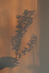 Hand Holding Plant - Shadow Background