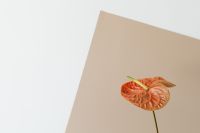 Kaboompics - Anthurium