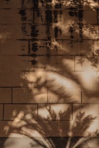 Kaboompics - Shadows of Exotic Palms - A Warm Toned Collection - Neutral Backgrounds