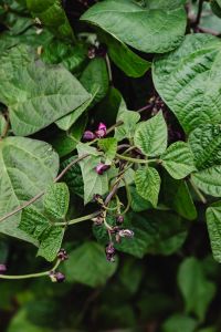 Kaboompics - Purple beans flowers on plant