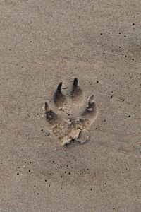 A dog's paw print in the sand