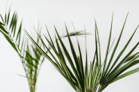 Kaboompics - European fan palm & Phoenix canariensis