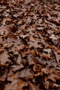 Kaboompics - Autumn leaves - shades of brown