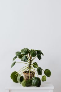 Kaboompics - Pilea in a pot on a white background