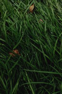 Kaboompics - Grass with dew and dry leaves