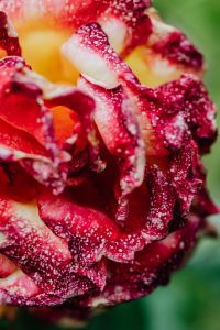 Kaboompics - Red rosesflowers