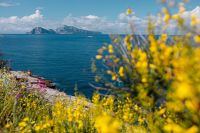 Kaboompics - Yellow wild flowers and view of Capri island (Genista radiata)