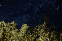 A trees under the starry sky