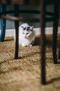 Kaboompics - Black and white cat on a floor under a table